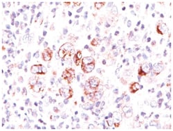 Bcl-xL Mouse, Clone: 2H12, Novus Biologicals:Antibodies:Primary Antibodies