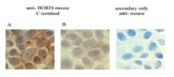 BORIS Antibody (20B11) - BSA Free, Novus Biologicals:Antibodies:Primary