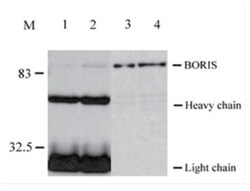 BORIS Antibody (20B11) - BSA Free, Novus Biologicals:Antibodies:Primary