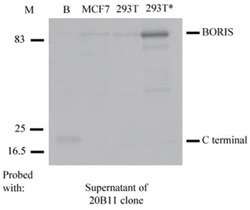 BORIS Antibody (20B11) - BSA Free, Novus Biologicals:Antibodies:Primary