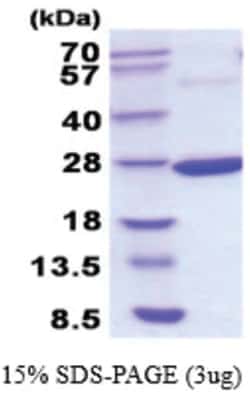 Novus Biologicals&trade;&nbsp;Recombinant E. coli C9orf103 His Protein