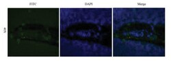 CD25/IL-2R alpha Antibody (Basiliximab) - Chimeric - Azide and BSA Free,