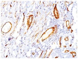 CD34 Mouse, Clone: QBEnd/10, Novus Biologicals 0.02mg; Unlabeled:Antibodies,