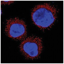 CD36 Antibody (877302) - Azide and BSA Free, Novus Biologicals 25&mu;g;
