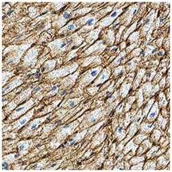 CD36 Antibody (877302) - Azide and BSA Free, Novus Biologicals 25&mu;g;