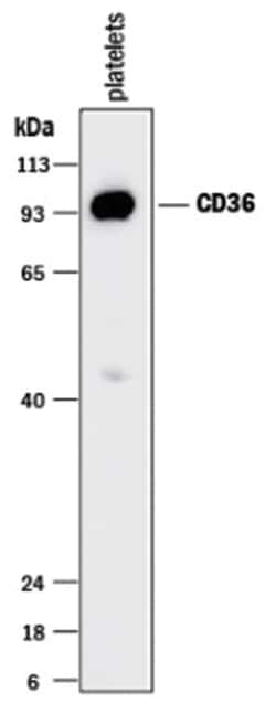 CD36 Antibody (877302) - Azide and BSA Free, Novus Biologicals 25&mu;g;