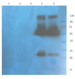 CD40 Ligand/TNFSF5 Antibody (hu5c8 (Ruplizumab)) - Chimeric - Azide and