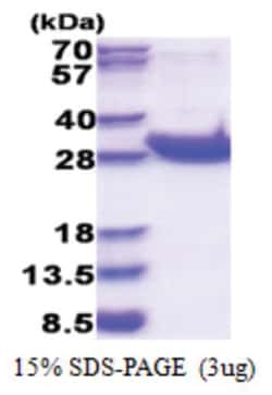 Novus Biologicals&trade;&nbsp;Recombinant Human CD45 His Protein