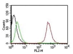 CD63 Mouse, Clone: NKI/C3, Novus Biologicals:Antibodies:Primary Antibodies