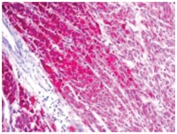 CD63 Mouse, Clone: NKI/C3, Novus Biologicals:Antibodies:Primary Antibodies
