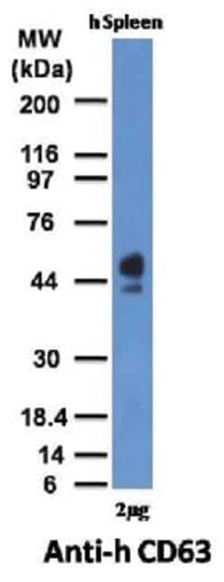 CD63 Mouse, Clone: NKI/C3, Novus Biologicals:Antibodies:Primary Antibodies