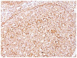 CD79A Mouse, Clone: SPM550, Novus Biologicals 0.02mg; Unlabeled:Antibodies,