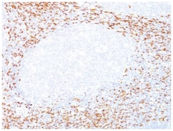CD8 Antibody (C8/468), Novus Biologicals:Antibodies:Primary Antibodies