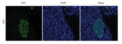 CEACAM5/CD66e Antibody (Arcitumomab) - Chimeric - Azide and BSA Free, Novus
