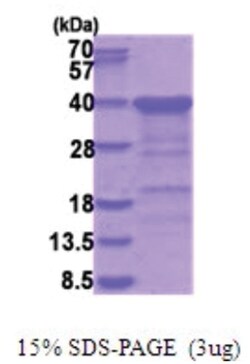 Novus Biologicals&trade;&nbsp;Recombinant Human CGREF1 His Protein