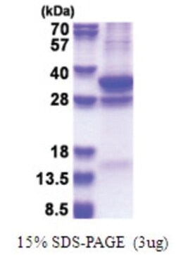 Novus Biologicals&trade;&nbsp;Recombinant Human COPS7A His Protein