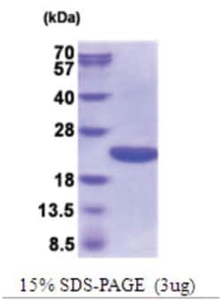 Novus Biologicals&trade;&nbsp;Recombinant E. coli Cyclophilin A His Protein
