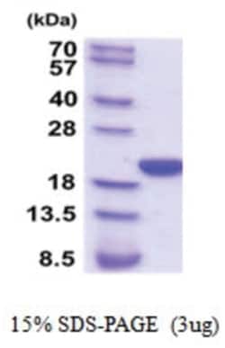 Novus Biologicals&trade;&nbsp;Recombinant Rat Cyclophilin-F His Protein