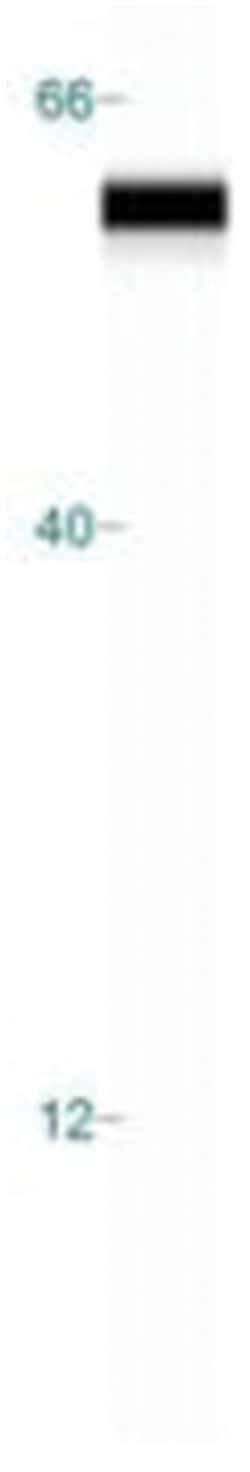 Cytokeratin 8 Antibody (K8/383), Novus Biologicals:Antibodies:Primary Antibodies