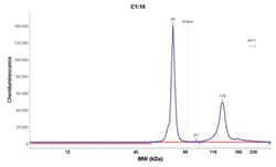 Cytokeratin 8 Antibody (K8/383), Novus Biologicals:Antibodies:Primary Antibodies