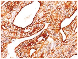 Cytokeratin 8 Mouse, Clone: K8.8, Novus Biologicals:Antibodies:Primary