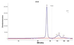 Cytokeratin 8 Mouse, Clone: K8.8, Novus Biologicals:Antibodies:Primary