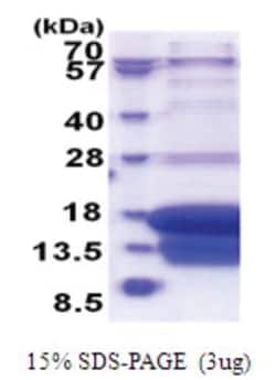 Novus Biologicals&trade;&nbsp;Recombinant Human DAP1 His Protein