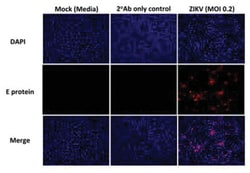 Flavivirus group antigen Antibody (D1-4G2-4-15 (4G2)) - Chimeric - Azide