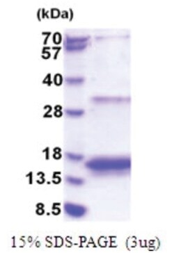Novus Biologicals&trade;&nbsp;Recombinant Human EIF4EBP3 His Protein