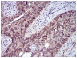 ErbB4/Her4 Antibody (5G6B4) - BSA Free, Novus Biologicals 0.1mg; Unlabeled:Antibodies,