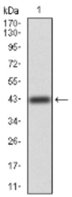 ErbB4/Her4 Antibody (5G6B4) - BSA Free, Novus Biologicals 0.1mg; Unlabeled:Antibodies,