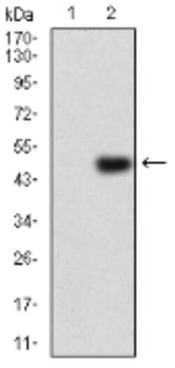 ErbB4/Her4 Antibody (5G6B4) - BSA Free, Novus Biologicals 0.1mg; Unlabeled:Antibodies,
