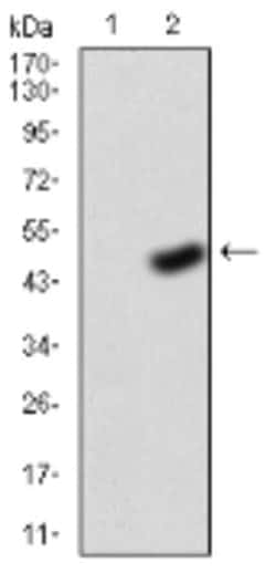 FGFR3 Antibody (2H10B4) - BSA Free, Novus Biologicals:Antibodies:Primary