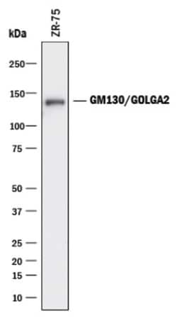 GM130/GOLGA2 Antibody (2059D) - Azide and BSA Free, R D Systems:Antibodies:Primary