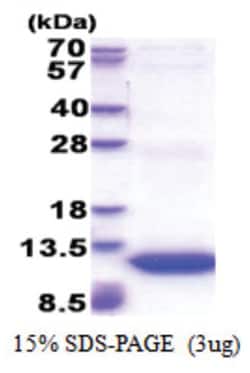 Novus Biologicals&trade;&nbsp;Recombinant Human GNG11 His Protein