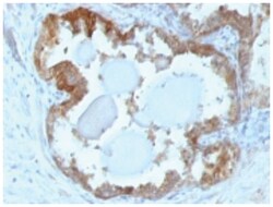 HSP27 Mouse, Clone: G3.1, Novus Biologicals:Antibodies:Primary Antibodies