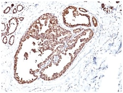 HSP60 Mouse, Clone: LK1, Novus Biologicals 0.02mg; Unlabeled:Antibodies,