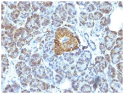 HSP60 Mouse, Clone: LK1, Novus Biologicals 0.02mg; Unlabeled:Antibodies,