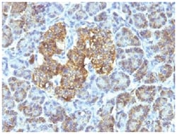HSP60 Mouse, Clone: SPM253, Novus Biologicals 0.02mg; Unlabeled:Antibodies,