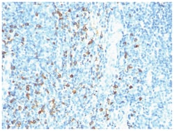 Kappa Light Chain Antibody (HP6053), Novus Biologicals:Antibodies:Primary