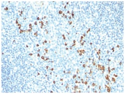 IgM Antibody (IM260), Novus Biologicals:Antibodies:Primary Antibodies