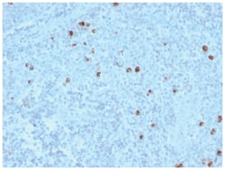 IgM Antibody (IM373), Novus Biologicals 0.02mg; Unlabeled:Antibodies, Monoclonal