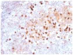 IgM Antibody (IM373), Novus Biologicals 0.02mg; Unlabeled:Antibodies, Monoclonal