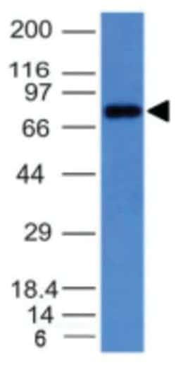 IgM Antibody (IM373), Novus Biologicals 0.02mg; Unlabeled:Antibodies, Monoclonal
