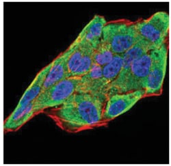 IL-28A/IFN-lambda 2 Antibody (6H9E6) - BSA Free, Novus Biologicals:Antibodies:Primary