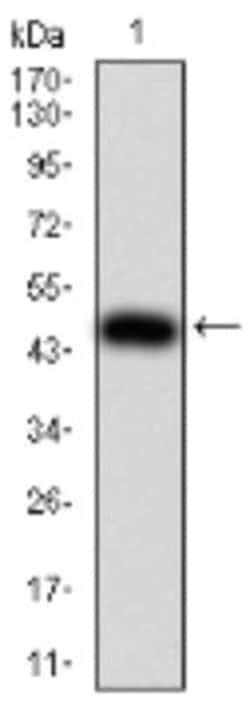 IL-28A/IFN-lambda 2 Antibody (6H9E6) - BSA Free, Novus Biologicals:Antibodies:Primary