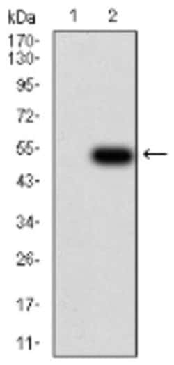 IL-28A/IFN-lambda 2 Antibody (6H9E6) - BSA Free, Novus Biologicals:Antibodies:Primary