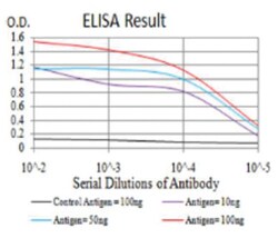 Importin alpha 2/KPNA2 Antibody (1E8B7) - BSA Free, Novus Biologicals:Anticorps:Anticorps