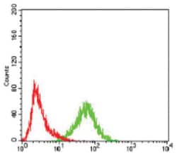 Importin alpha 2/KPNA2 Antibody (1E8B7) - BSA Free, Novus Biologicals:Anticorps:Anticorps