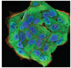 Importin alpha 2/KPNA2 Antibody (1E8B7) - BSA Free, Novus Biologicals:Anticorps:Anticorps